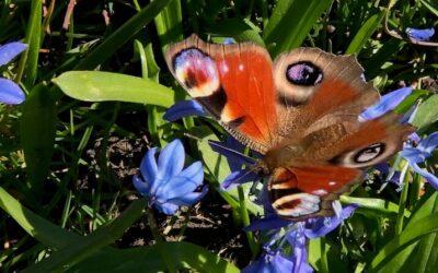 Vi leder efter den eneste ene