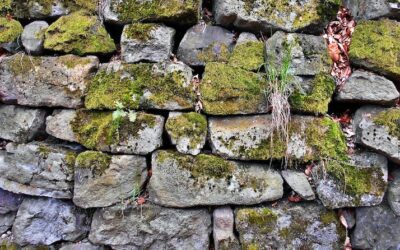 Min partner ignorerer mig til fordel for sin telefon – om phubbing